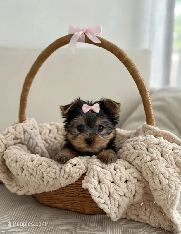 Zoey🎀830-660-4641 – Yorkshire Terrier puppy for sale in New Braunfels, TX
