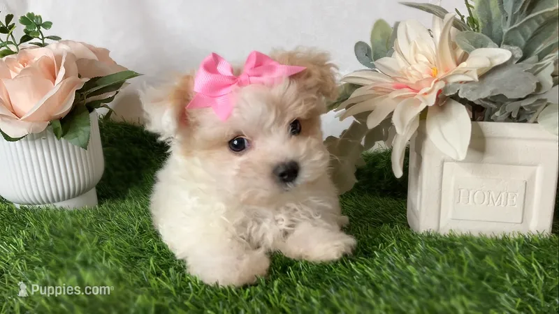 Savy  – Yorkipoo puppy for sale in New Braunfels, TX