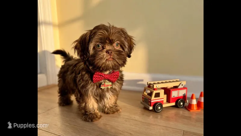 Duke *IMPERIAL* – Shih Tzu puppy for sale in New Braunfels, TX
