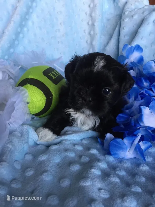 Blaze – Shih Tzu puppy for sale in New Braunfels, TX