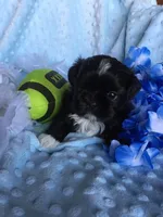 Blaze, a male Shih Tzu for sale in New Braunfels, TX – 1 of 1