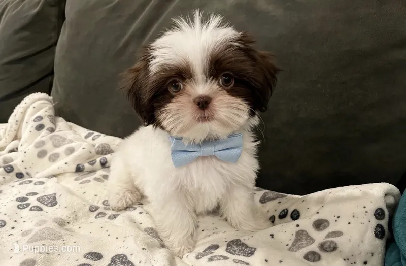 Oliver/830.660.4641 – Shih Tzu puppy for sale in New Braunfels, TX
