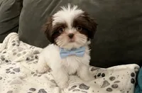 Oliver/830.660.4641⭐️IMPERIAL, a male Shih Tzu for sale in New Braunfels, TX – 1 of 6