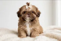 💕TINY IMPERIAL💕830-660-4641, a female Shih Tzu for sale in New Braunfels, TX – 2 of 5