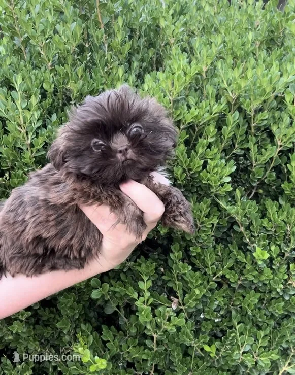 Chocolate imperial  – Shih Tzu puppy for sale in New Braunfels, TX
