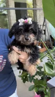 Kate *toy*, a female Poodle - Toy  for sale in New Braunfels, TX – 1 of 1
