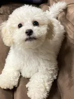 Sugar, a male Maltipoo for sale in New Braunfels, TX – 4 of 4