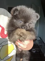 Star, a female Pomeranian for sale in New Braunfels, TX – Photo 2 of 3