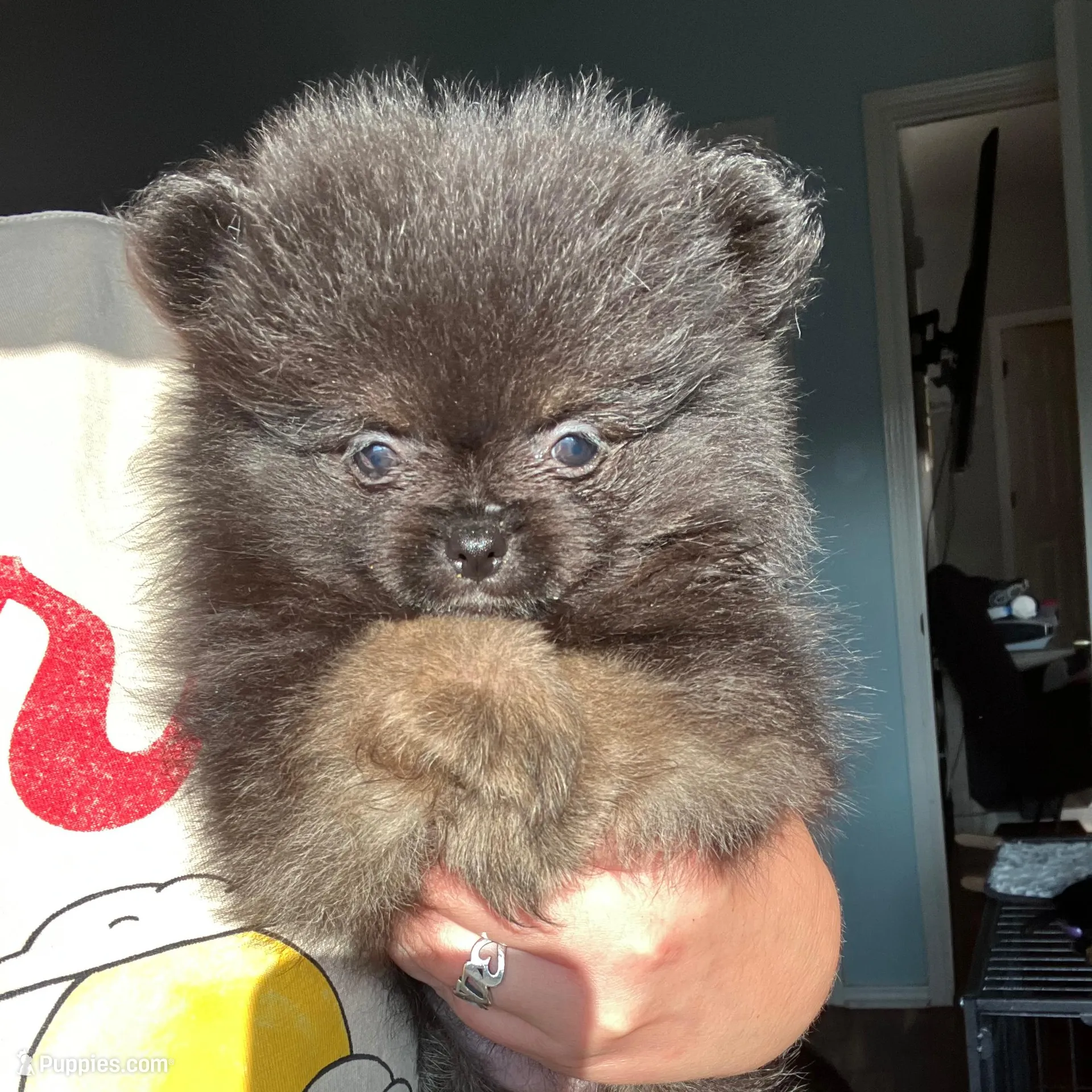 Star, a female Pomeranian for sale in New Braunfels, TX – Photo 3 of 3