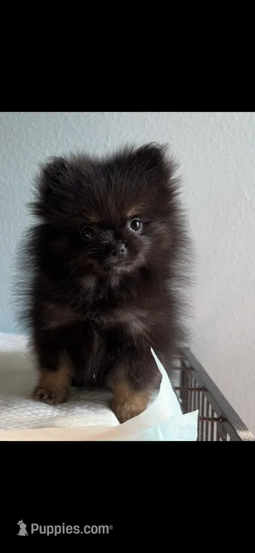 Star – Pomeranian puppy for sale in New Braunfels, TX
