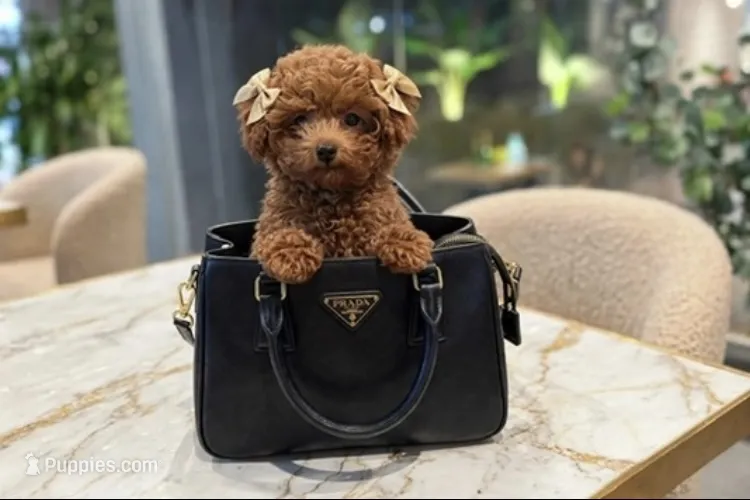 Darla – Poodle - Toy  puppy for sale in New Braunfels, TX
