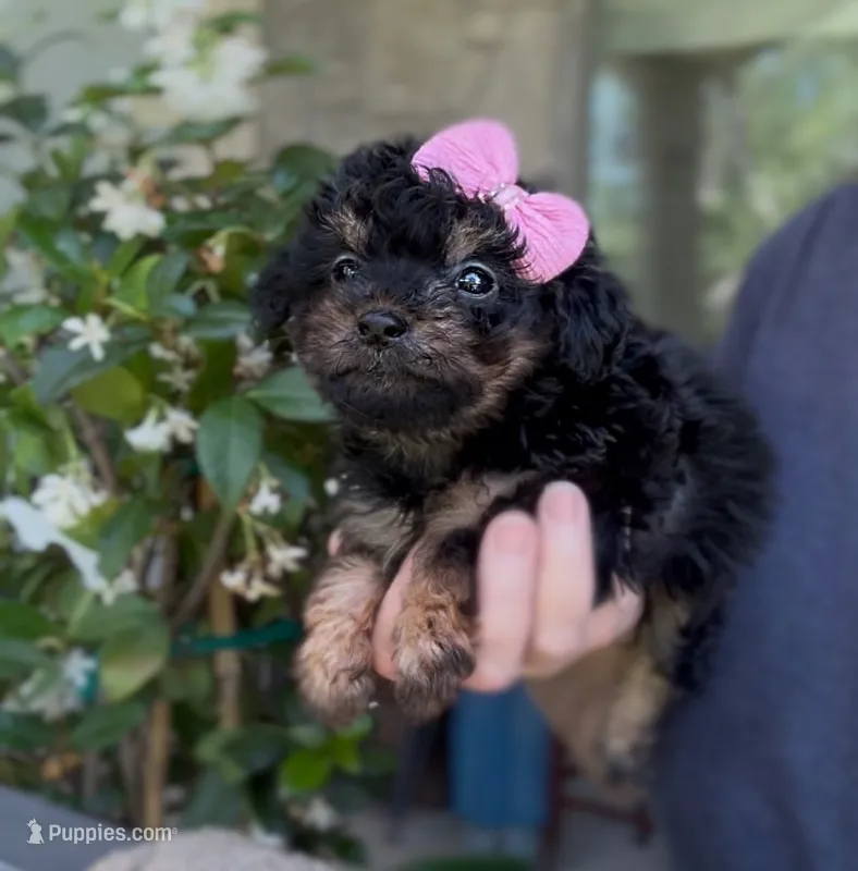Marley – Poodle - Toy  puppy for sale in New Braunfels, TX