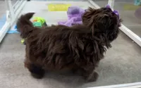 Layla , a female Shih Tzu for sale in New Braunfels, TX – 3 of 4