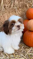 Axel❤️830-660-4641, a male Shih Tzu for sale in New Braunfels, TX – 2 of 3
