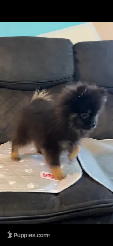 Star- ****MINI**** – Pomeranian puppy for sale in New Braunfels, TX