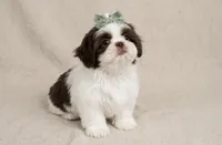 Daisy, a female Shih Tzu for sale in New Braunfels, TX – 6 of 8