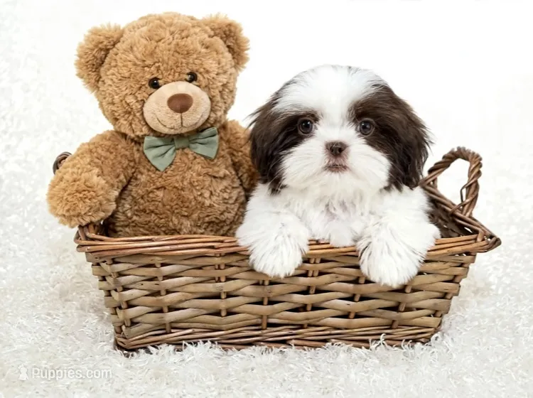 Oliver/830.660.4641⭐️IMPERIAL – Shih Tzu puppy for sale in New Braunfels, TX