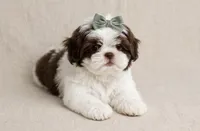 Daisy, a female Shih Tzu for sale in New Braunfels, TX – 2 of 8
