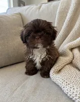 Xander💙830-660-4641, a male Shih Tzu for sale in New Braunfels, TX – 2 of 2