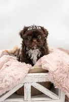 Hershey Kiss 💋 , a female Shih Tzu for sale in New Braunfels, TX – 1 of 4