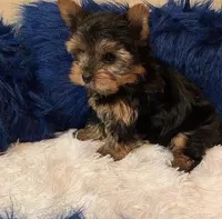 TY *teacup*, a male Yorkshire Terrier for sale in New Braunfels, TX – 4 of 4