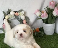 Vanilla , a male Shih Tzu for sale in New Braunfels, TX – Photo 3 of 8