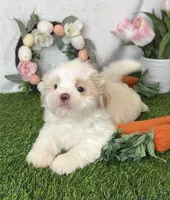 Vanilla , a male Shih Tzu for sale in New Braunfels, TX – Photo 2 of 8