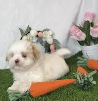 Vanilla , a male Shih Tzu for sale in New Braunfels, TX – Photo 8 of 8