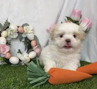 Vanilla , a male Shih Tzu for sale in New Braunfels, TX – Photo 4 of 8