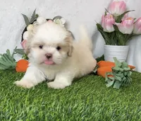 Vanilla , a male Shih Tzu for sale in New Braunfels, TX – Photo 1 of 8