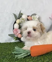 Vanilla , a male Shih Tzu for sale in New Braunfels, TX – Photo 5 of 8