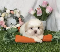 Vanilla , a male Shih Tzu for sale in New Braunfels, TX – Photo 6 of 8