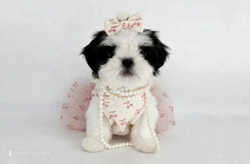 Dolly – Shih Tzu puppy for sale in New Braunfels, TX