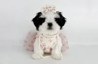 Dolly❤️830-660-4641, a female Shih Tzu for sale in New Braunfels, TX – 1 of 8