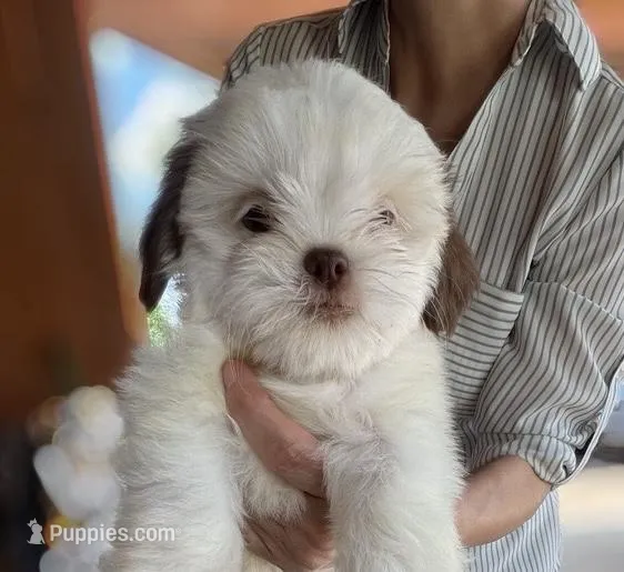Imperial Teddy, a male Shih Tzu for sale in New Braunfels, TX – Photo 1 of 1