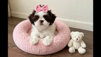 Daisy , a female Shih Tzu for sale in New Braunfels, TX – 1 of 2