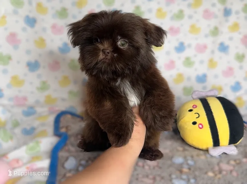 Chocolate imperial  – Shih Tzu puppy for sale in New Braunfels, TX