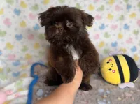 Chocolate imperial , a male Shih Tzu for sale in New Braunfels, TX – 1 of 1