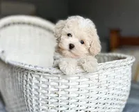 Mav 🐾830-660-4641, a male Maltipoo for sale in New Braunfels, TX – 1 of 2