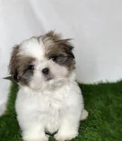 Imperial Tucker, a male Shih Tzu for sale in New Braunfels, TX – Photo 2 of 8