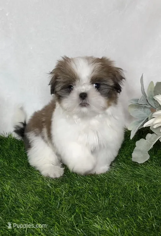 Imperial Tucker – Shih Tzu puppy for sale in New Braunfels, TX