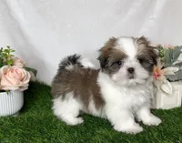 Imperial Tucker, a male Shih Tzu for sale in New Braunfels, TX – Photo 8 of 8