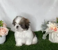 Imperial Tucker, a male Shih Tzu for sale in New Braunfels, TX – Photo 3 of 8