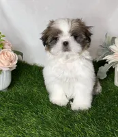 Imperial Tucker, a male Shih Tzu for sale in New Braunfels, TX – Photo 5 of 8