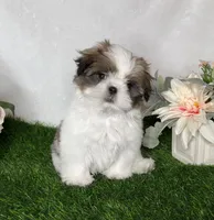 Imperial Tucker, a male Shih Tzu for sale in New Braunfels, TX – Photo 4 of 8