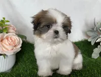 Imperial Tucker, a male Shih Tzu for sale in New Braunfels, TX – Photo 7 of 8