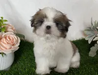 Imperial Tucker, a male Shih Tzu for sale in New Braunfels, TX – Photo 6 of 8