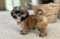 Luca💙830-660-4641, a male Shih Tzu for sale in New Braunfels, TX – 4 of 4