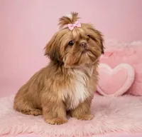 Lola 🎀830-660-4641, a female Shih Tzu for sale in New Braunfels, TX – 6 of 6