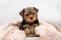 Carli🎀MERLE/830-660-4641, a female Yorkshire Terrier for sale in New Braunfels, TX – 6 of 6